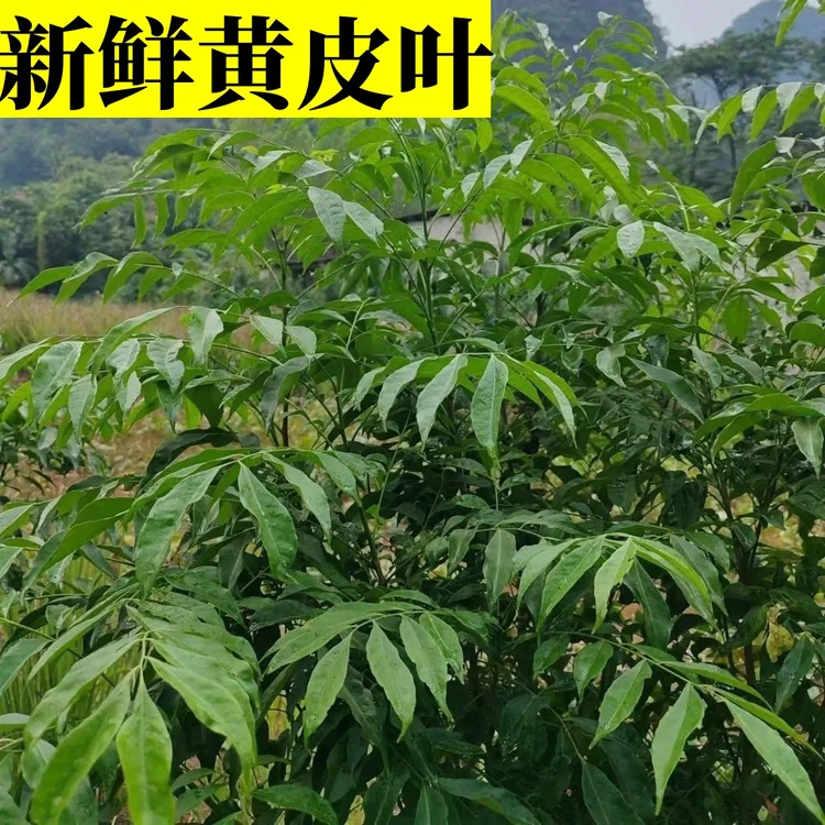 新鲜黄皮叶农村现摘现发柚子叶煮水洗澡拖地擦拭家具挂门口
