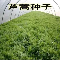 京誉【全店满5包可发】芦蒿种子四季种植地栽阳台小院种植芦蒿