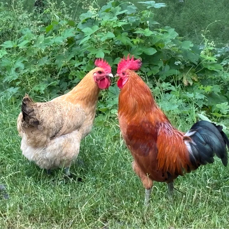 森林老母鸡 户外散养