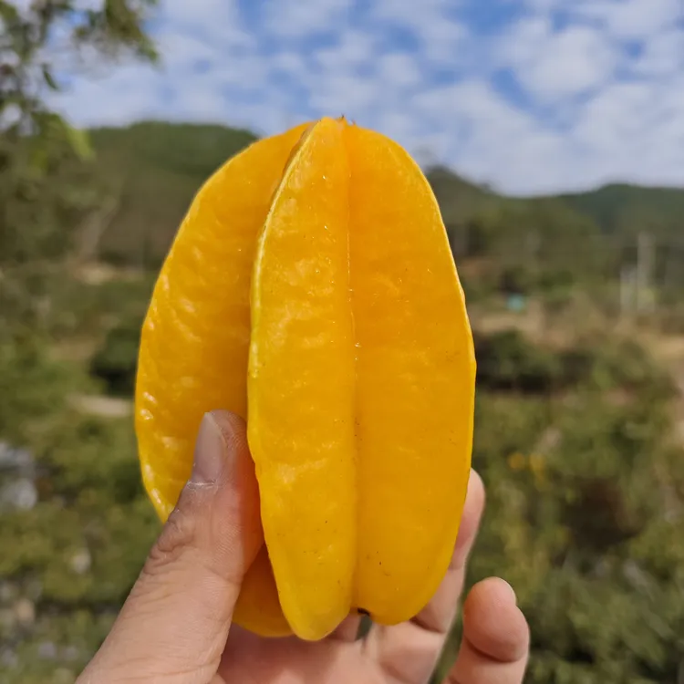 福建漳州下河树上熟杨桃新鲜现摘清甜应季产地杨桃新鲜产地直发