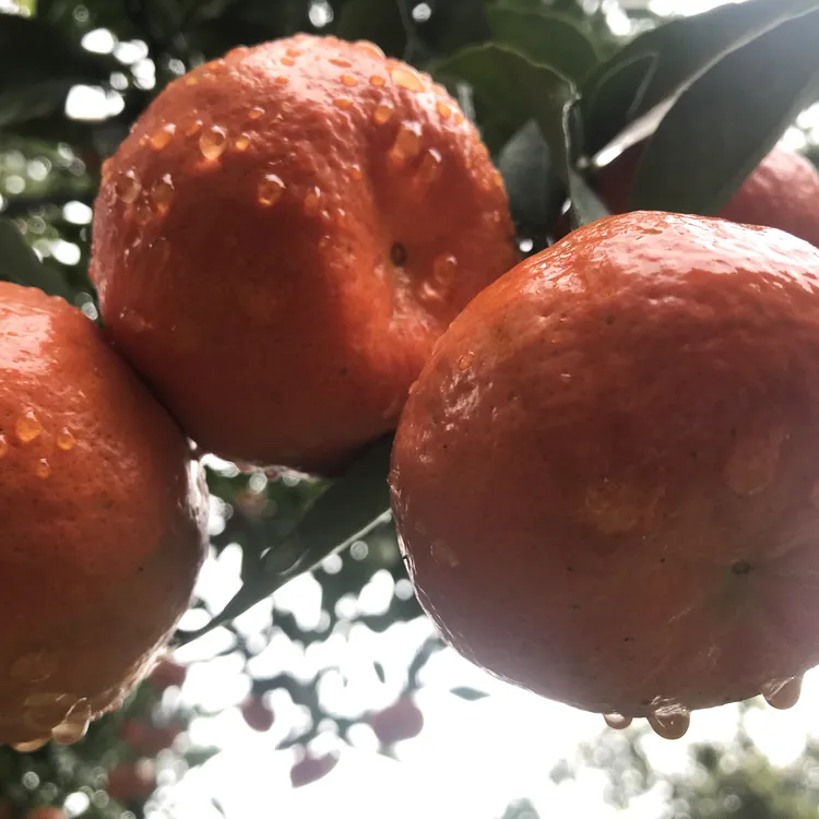 重庆万州古红橘川红橘陈允斌老师推荐陈皮原料