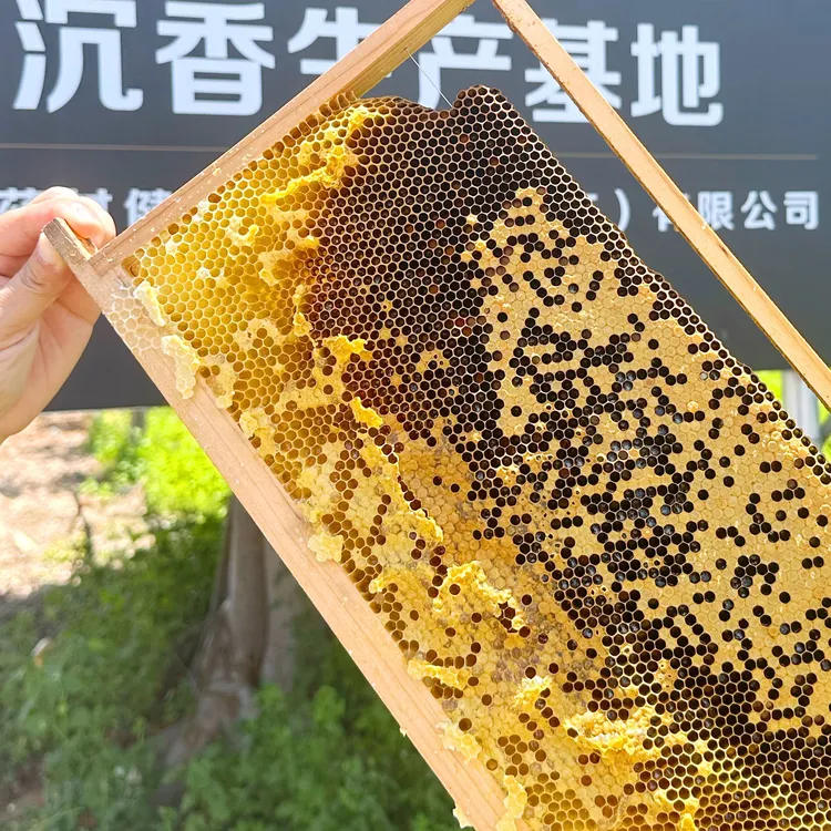 深山沉香树下的土蜂蜜