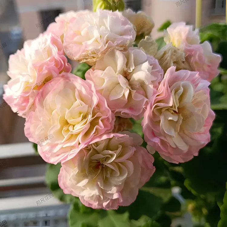 【满月】 重瓣大花球 高端稀缺勤花天竺葵 中苗（带花苞 包对版）