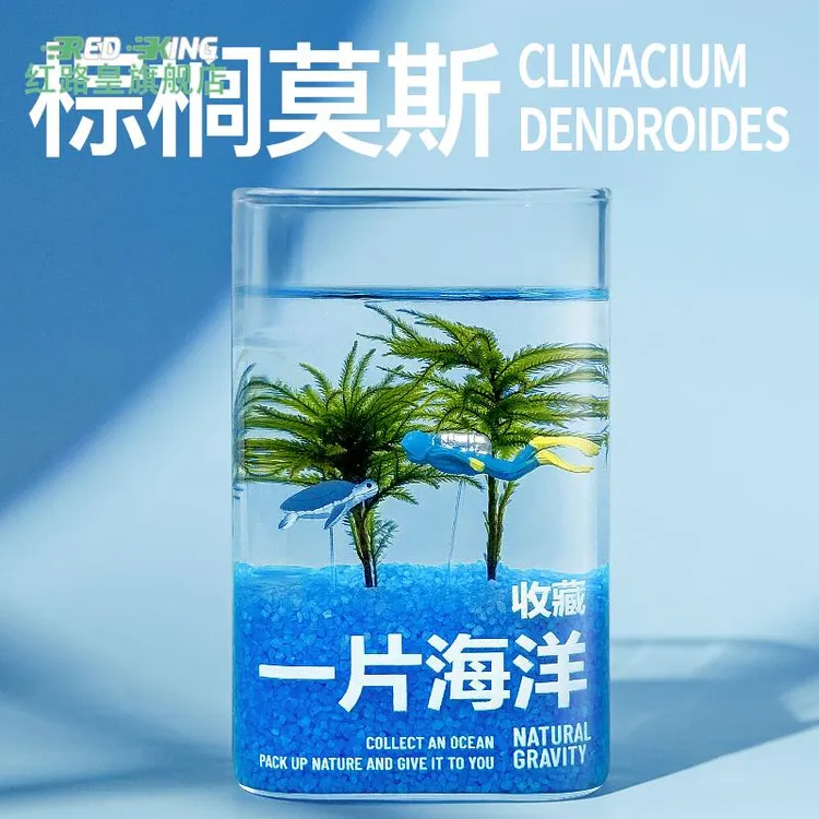 一片海洋水培植物桌面创意微景观棕榈莫斯造景 可养鱼 节日送礼品