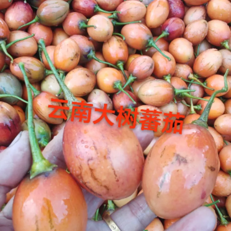 云南特产大树番茄番茄树洋酸茄洋鸡蛋缅茄时令新鲜果蔬傣味树蕃茄