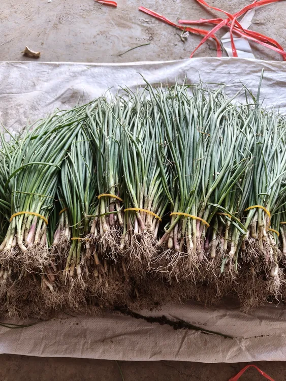 新鲜紫皮水果洋葱基地直发可阳台盆栽