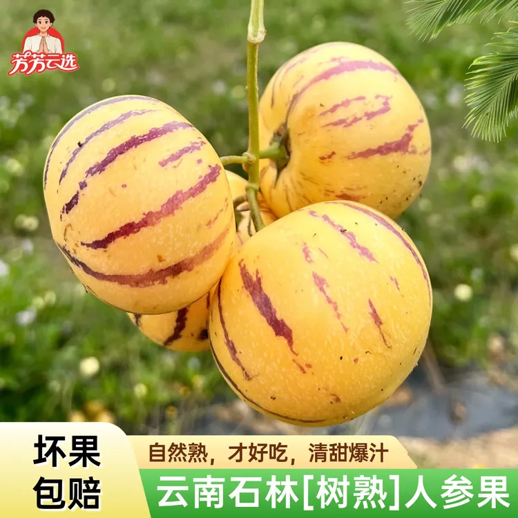 [芳芳云选]云南树熟人参果云南石林人参果精选人参果当季水果