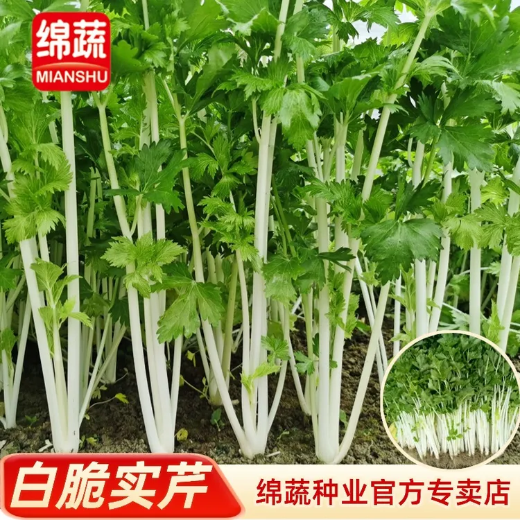 绵蔬【白脆实芹】四季芹菜白色实心芹小院阳台种植抗病适应生长