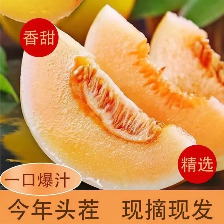 【沙漠蜜瓜】民勤蜜瓜正宗甘肃民勤蜜瓜带箱9-10斤沙漠甜瓜JJ-FFS-X