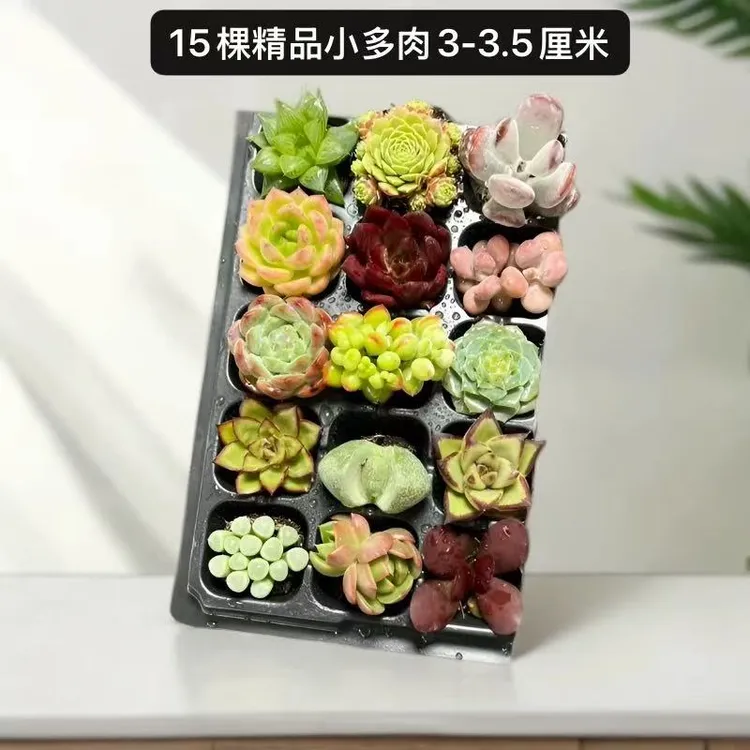 【新手套餐】15颗精品小多肉  单颗3厘米左右带托盘多肉植物嫌小