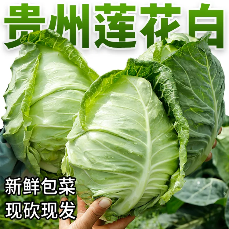 贵州高山农家种植牛心菜包菜莲花白手撕菜甘蓝新鲜蔬菜