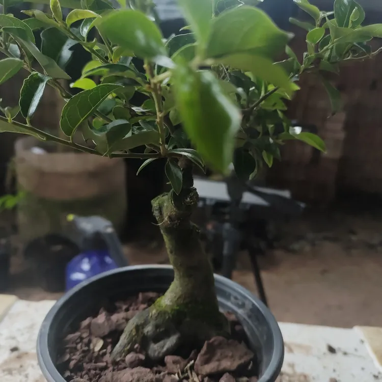 金弹子小盆景，栀子花，盆景植物盆栽地栽都可以金弹子树金弹子老桩