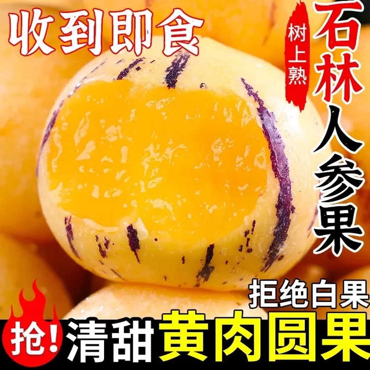 云南石林果树上熟黄肉圆果清甜多汁当季新鲜水果产地直发