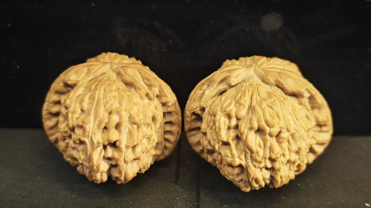 坏牙DeeDee收藏款 白狮子 文玩 核桃 37-44.5 *顺丰到付