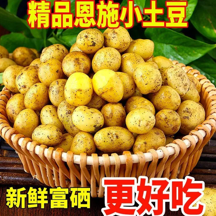 当季新鲜恩施高山小土豆黄心新鲜洋芋迷你土豆湖北马铃薯当季蔬菜