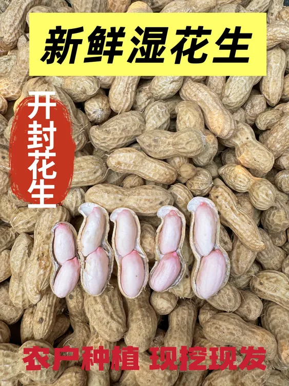 河南开封2025年新鲜湿花生现挖现发 带壳粉皮新花生 可生吃水煮 