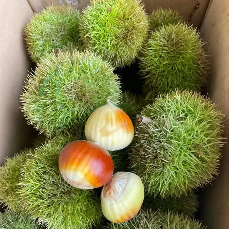 老家信阳新鲜带刺板栗苞易剥外皮好吃的嫩板栗