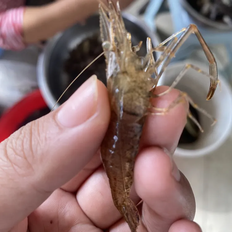 鸭绿江丹东野生淡水新鲜活冻大青虾小河虾新鲜河虾淡水虾油炸虾