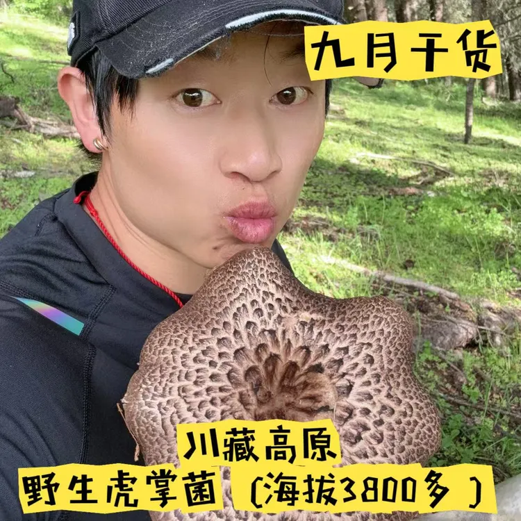 川藏黑虎掌菌9月干货川西高原甘孜州特产处理干净晒海拔3800以上