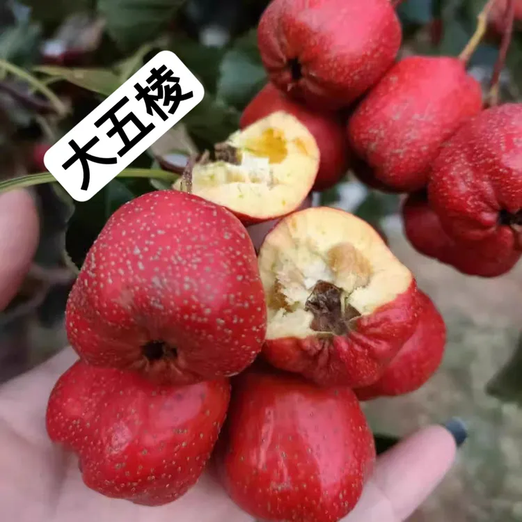 河北五棱山楂果新鲜精选山楂批发鲜山楂新鲜糖葫芦农家现摘直销