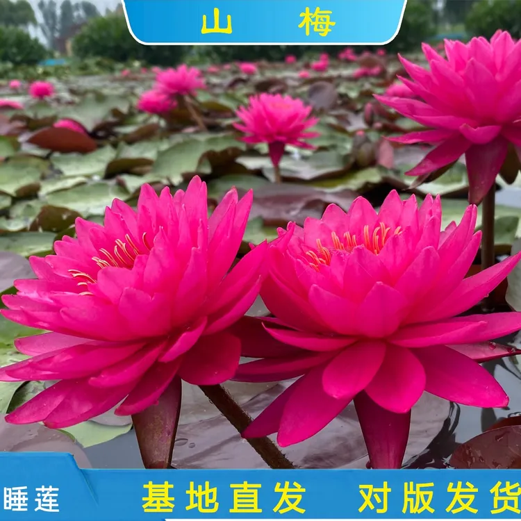 精品耐寒睡莲 山莓 池塘庭院水池基地带花发货