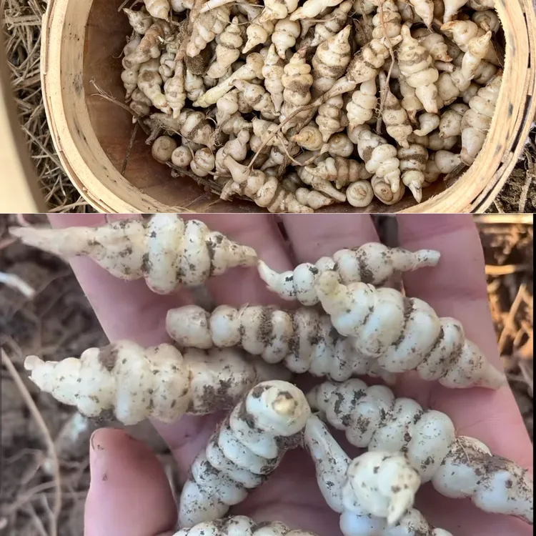 【山货地蚕】白虫草云南山货土冬虫草干货煲汤煮水          非百合