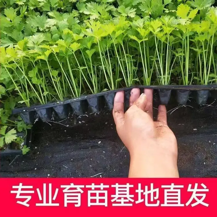耐寒芹菜秧苗皇后西芹四季西芹四季香芹种子秋季盆栽阳台蔬菜种籽幼苗秧苗带土