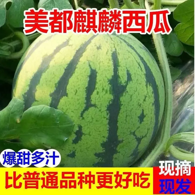 云南高山美都麒麟西瓜脆甜爆汁新鲜应季孕妇西瓜-果领队