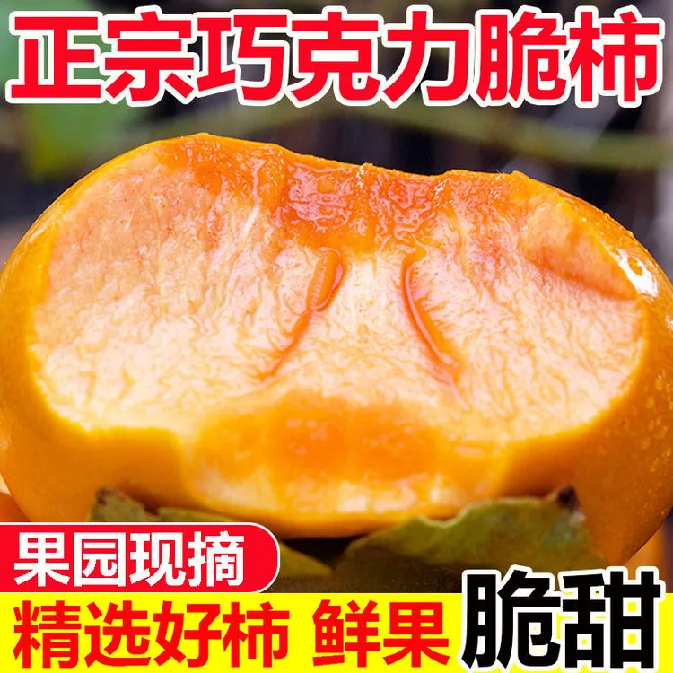 正宗山西阳丰巧克力脆柿2025年新鲜采摘香甜多汁果园直发彩箱发货