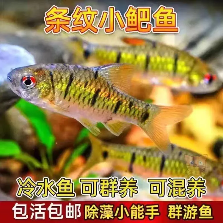 冷水 淡水 条纹小鲃 不打氧 清洁 除藻 耐寒 不加温 观赏鱼 野生