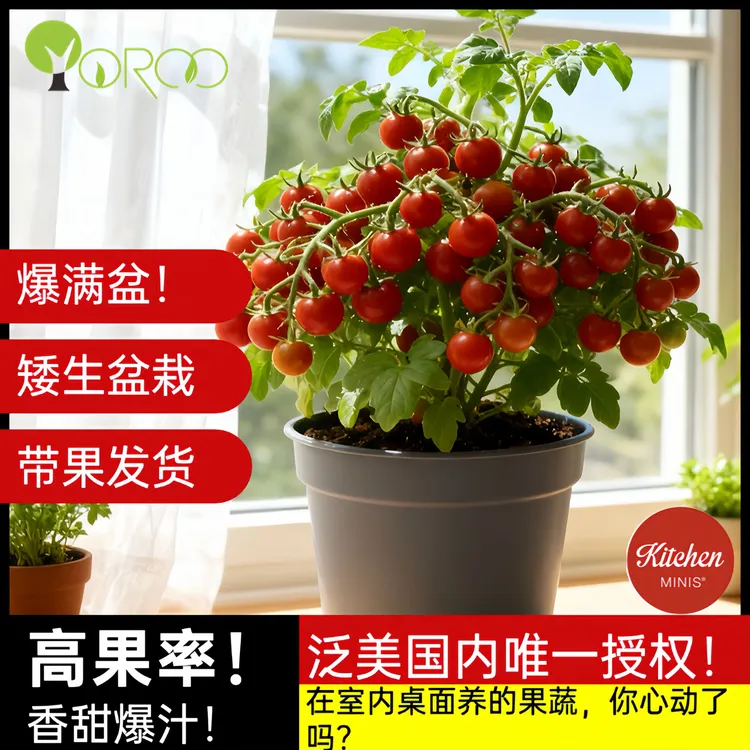 泛美正版授权矮生可食用盆栽番茄厨房阳台高结果率低卡减脂带盆土