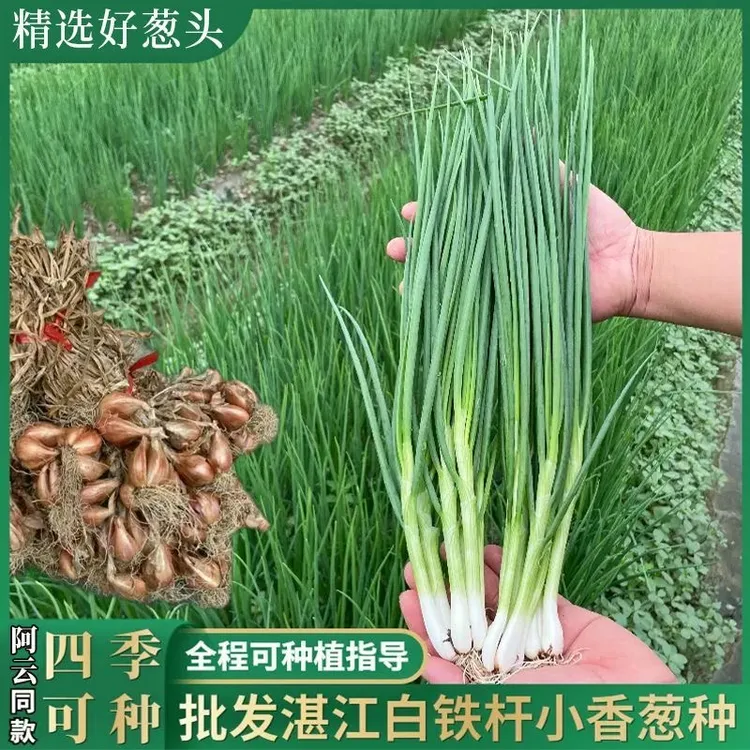 广东湛江白铁杆四季小香葱葱头种子易种阳台盆栽基地种植葱头种子