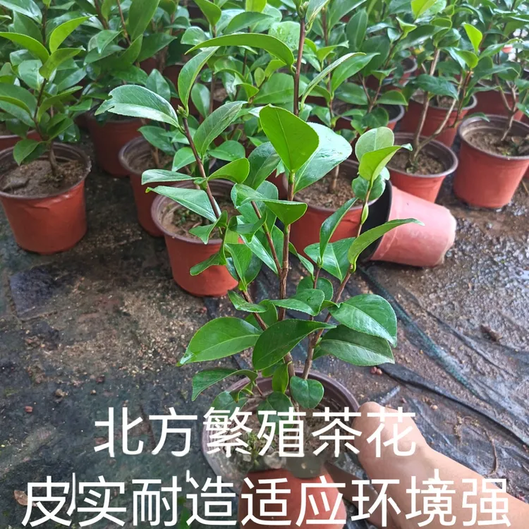 北方繁殖四季朱砂红茶花皮实耐造好养不是黄泥土土透气沥水不烂根
