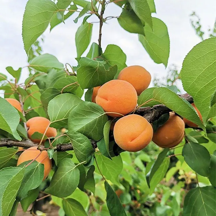 秦岭末端当季新鲜大黄杏子酸甜可口肉厚多汁现采现摘水果