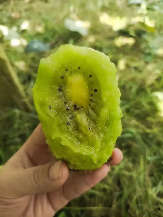 湘西高山富硒绿心猕猴桃新鲜香甜多汁当季水果当季新鲜水果