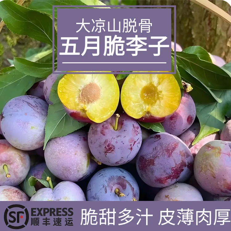 四川凉山五月脆凤凰李子现摘新鲜脱骨脆甜时令水果脆甜多汁带箱