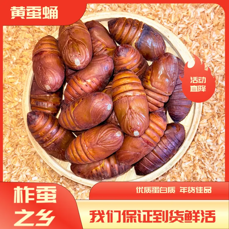 【小黄蛹】2025年新蛹小黄蛹包邮丹东特产东北营养丰富鲜活到家