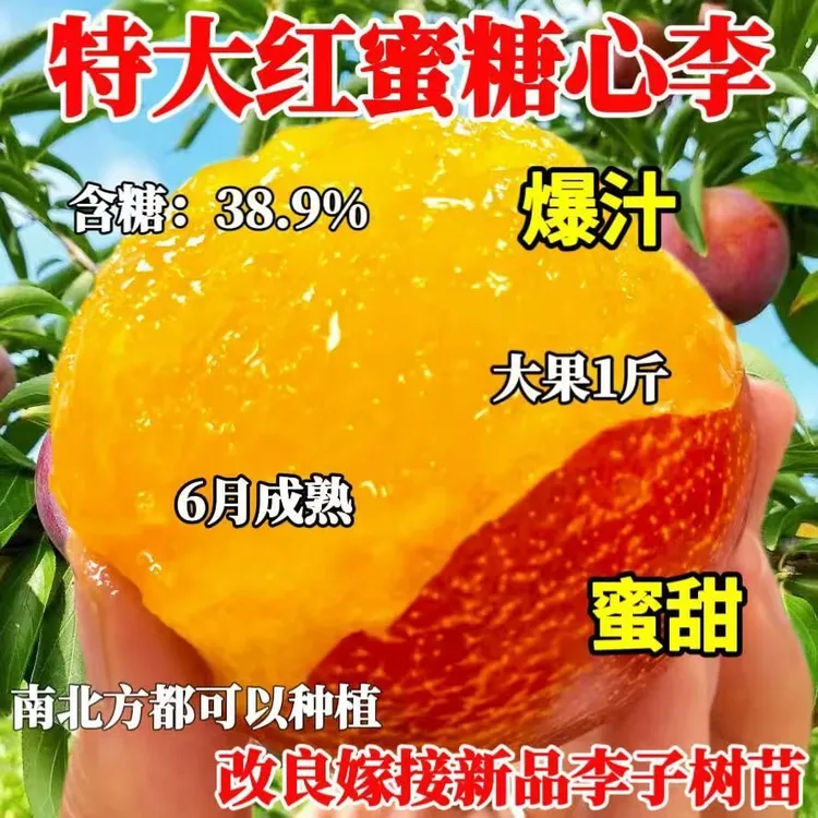大红袍李子树苗嫁接早熟新品种耐寒盆栽地栽南北方种植当年结果苗