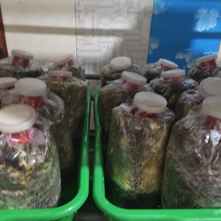 家庭庭院种植适合28度覆土见手青包