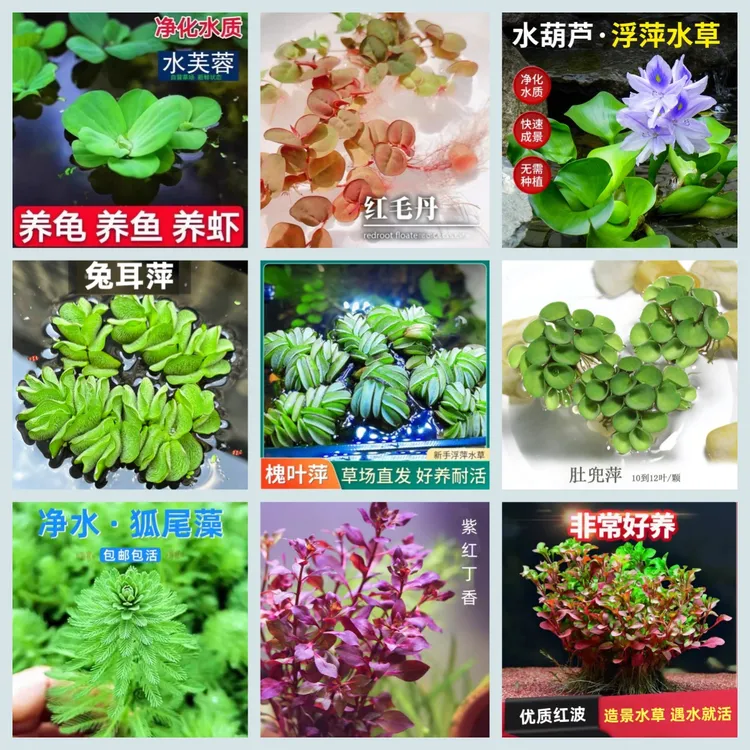 浮萍沉底龟缸水草水芙蓉槐叶萍兔耳萍肚兜萍净化水质鱼缸造景