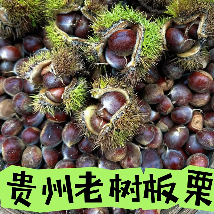 贵州毕节农家自种高山老树老品种（新）板栗