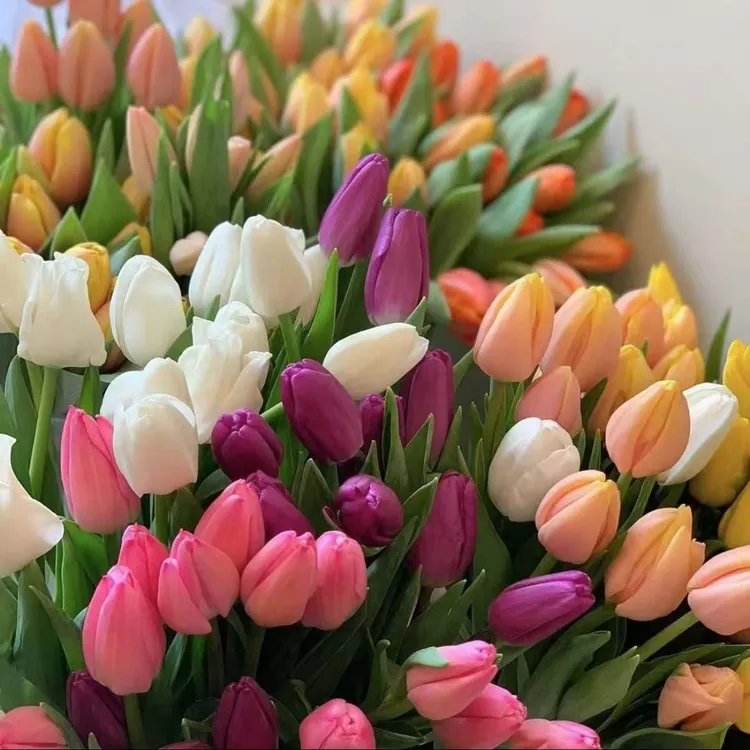 郁金香荷兰进口种球阳台室内外好养易活