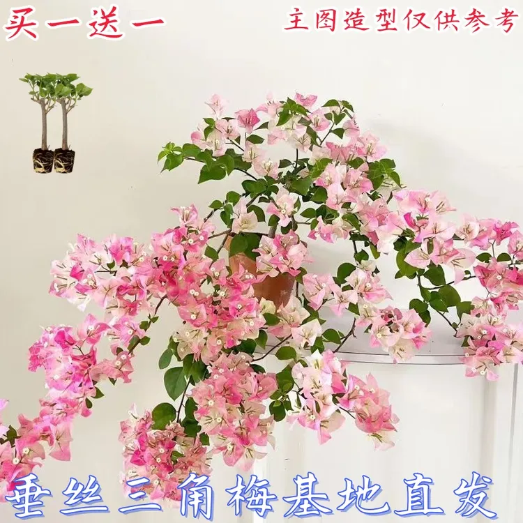橙粉三角梅绿植庭院阳台花卉四季开花勤花植物三角梅袋苗老桩扦插