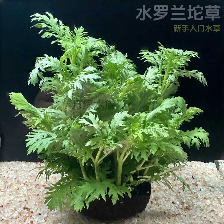 水罗兰坨草淡水阴性水草鱼缸造景增氧净水好养活适合新手