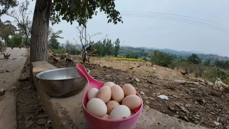 50枚 农家散养新鲜土鸡蛋谷物喂养营养健康