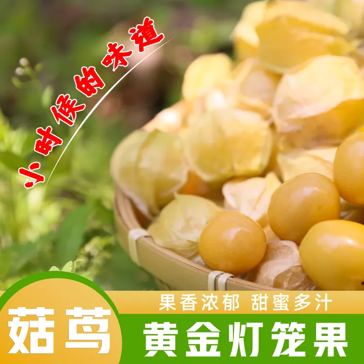 菇茑新鲜当季头茬姑娘果东北产地直发灯笼果整箱包邮