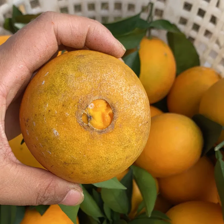 【10斤装】花皮橙子正宗江西赣南脐橙新鲜现摘应季水果赣州安远橙子