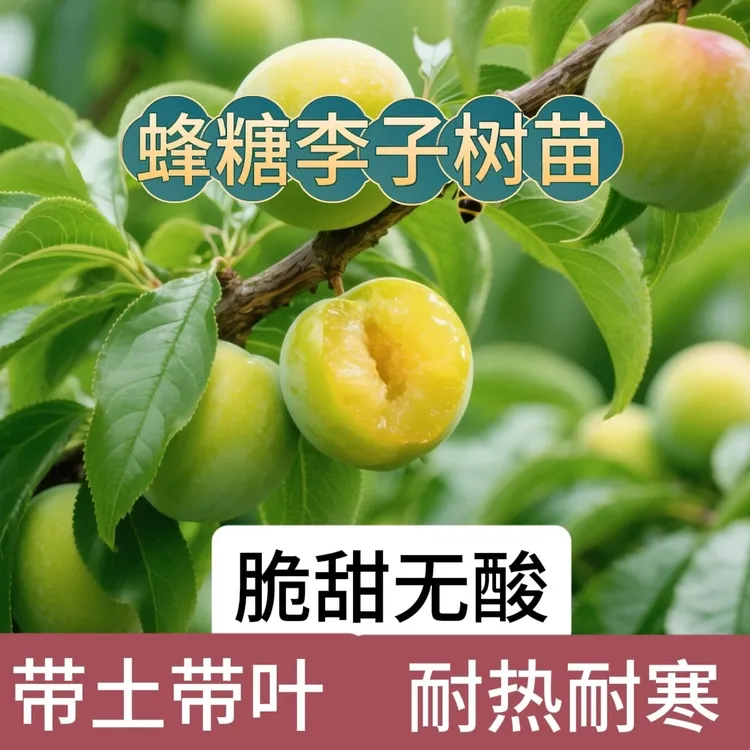 （带土带叶）正宗矮化特大蜂糖李子树苗嫁接早熟新品南方