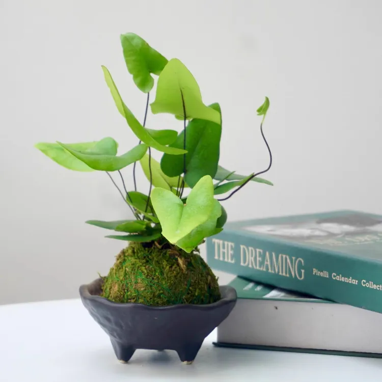 苔藓球心愿蕨喜水耐阴室内植物办公室茶桌桌面懒人绿植鲜活微景观