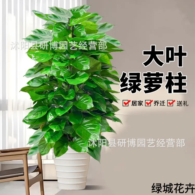 大叶绿萝柱盆栽办公室内客厅大型绿植除甲醛净化空气四季好养绿萝